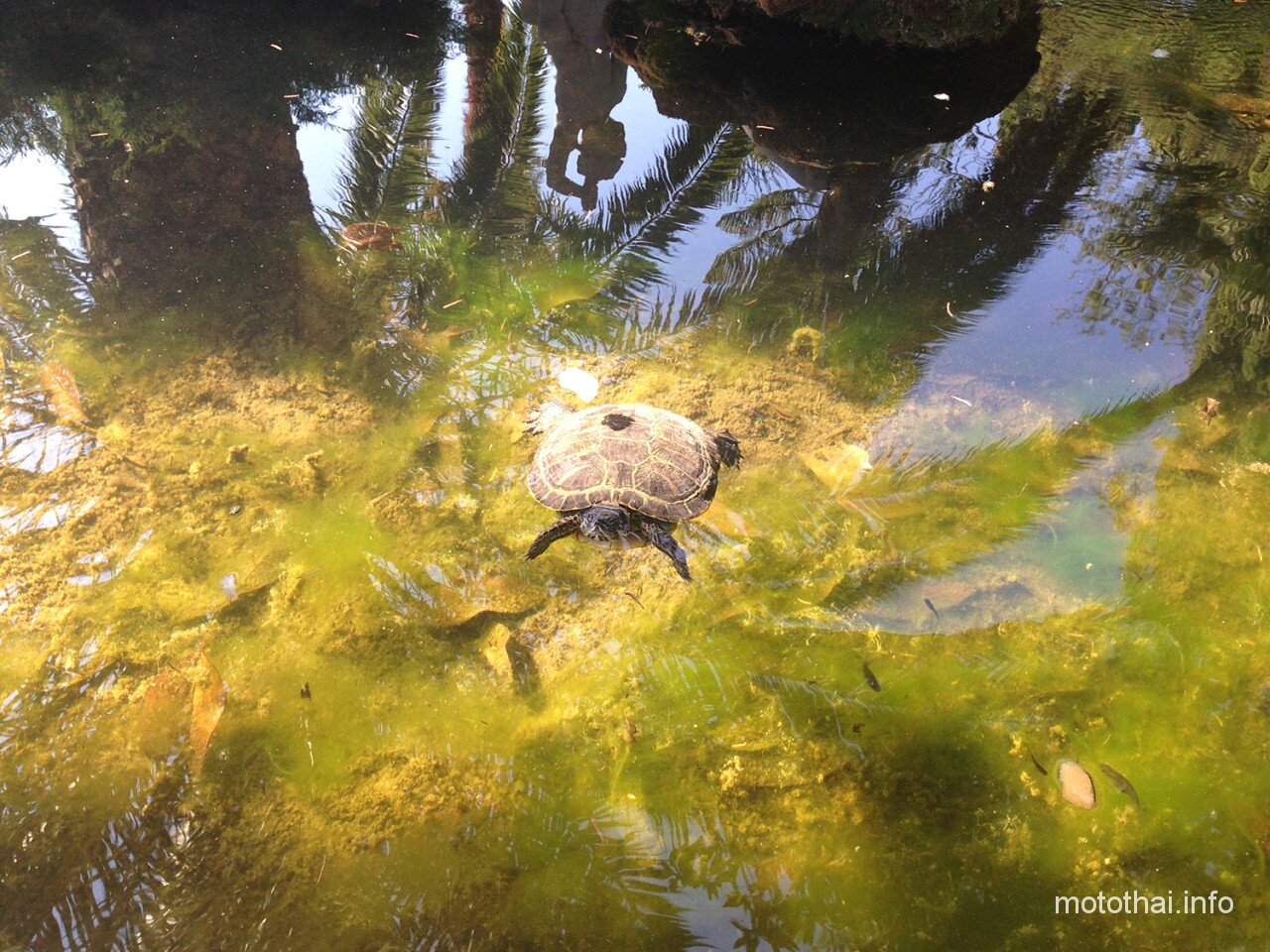 Черепаха в пруду Барселоны